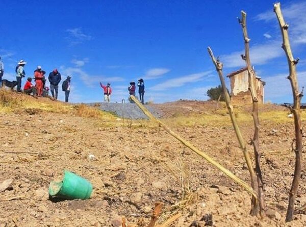 Cerca de 33 mil familias pierden sus cultivos por heladas y sequía