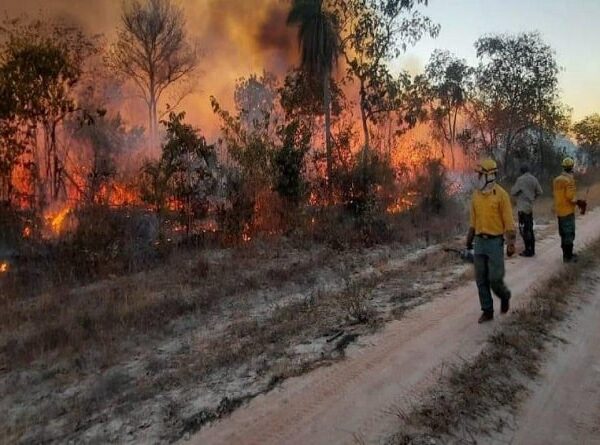 Hay 30 incendios afectando la biodiversidad de diferentes regiones de Santa Cruz