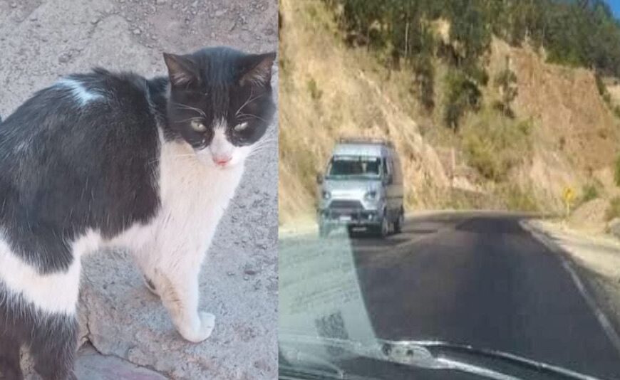 «VAMPIRO» EL GATITO ABANDONADO EN UNA CARRETERA APARECIÓ.