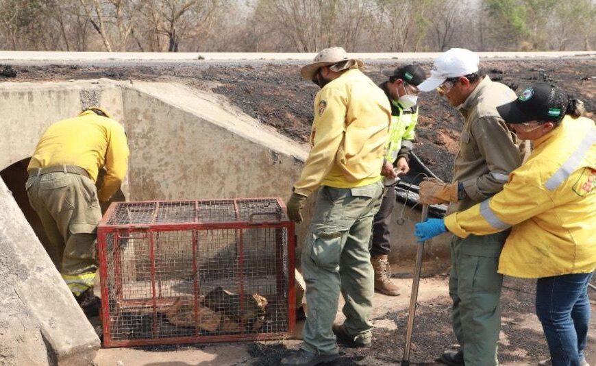 (Video)Equipo de biodiversidad realiza rastrillaje y rescate de fauna silvestre…