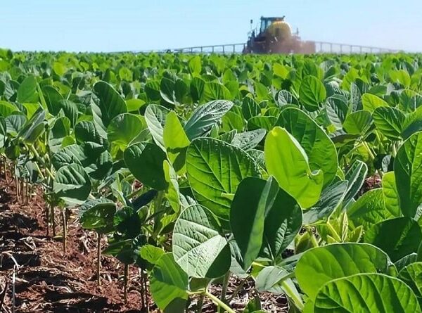 Por falta de diesel cosecha de 380.000 hectáreas de soya está en riesgo
